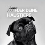 Haustier Hund Katze Tierarzt Tierversicherung