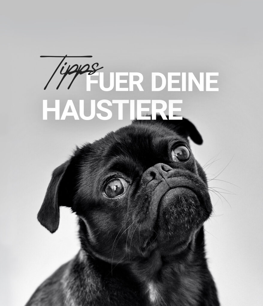 Haustier Hund Katze Tierarzt Tierversicherung