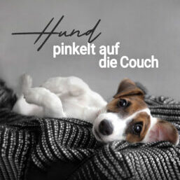 12-08_hund-zerstoert-couch