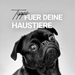 Haustier Hund Katze Tierarzt Tierversicherung